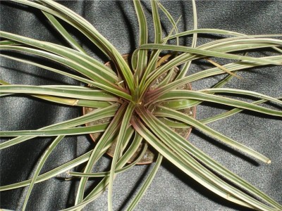 Tillandsia cyanea variegata.JPG