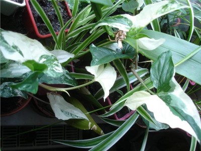 Syngonium podophyllum variegata.JPG