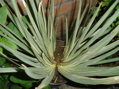 Dietes iridoides White Tiger.JPG