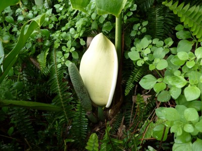 monsterablüte.jpg