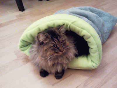 2013-01-10 22.19.29.gif