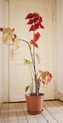 plume03.jpg