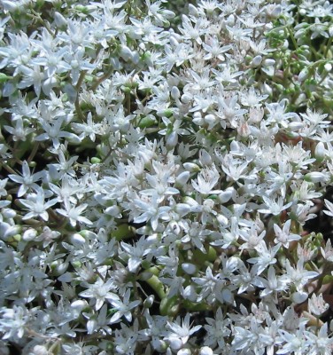 Weiße Fetthenne (Sedum album).JPG