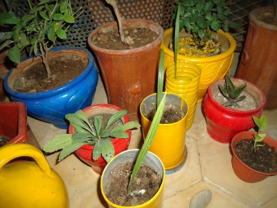 DSC04641 (800x600).jpg