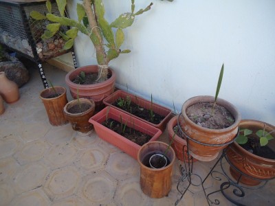 DSC04618 (800x600).jpg