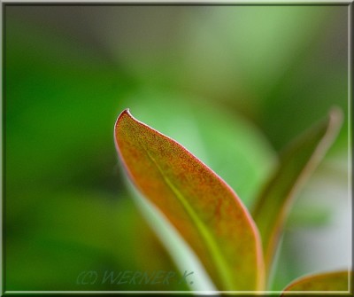 7 Blatt rot.jpg