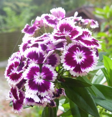 89.jpg