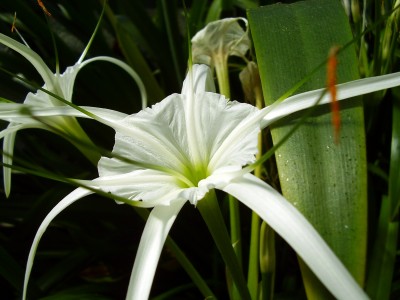 Hymenocallis littoralis (2a).jpg