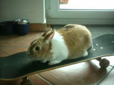 Skaterbunny Bounty.jpg