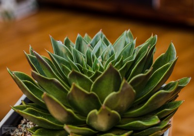 Crassula_3.jpg