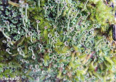 Cladonia2.jpg