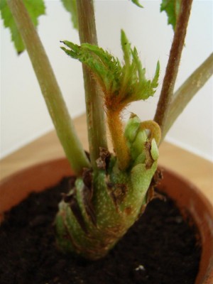 Begonia carolineifolia_4.JPG