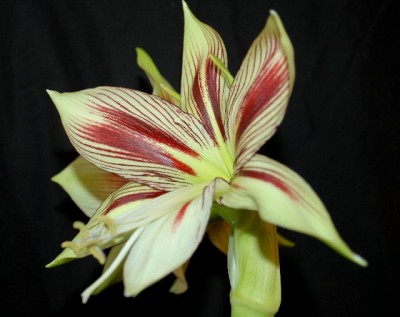 Amaryllis2012 191yy.jpg