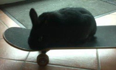 Skaterbunny BaLou.jpg