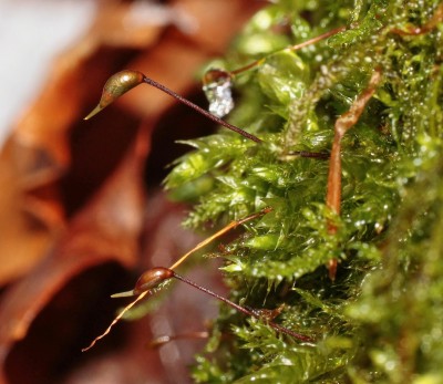 Brachythecium rutabulum (1).jpg