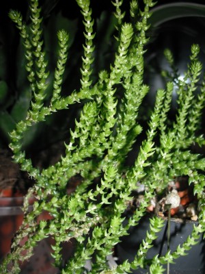 dscf0225.jpg