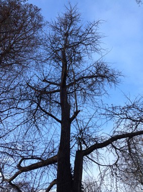 Sumpfzypresse-Taxodium distichum3.jpg