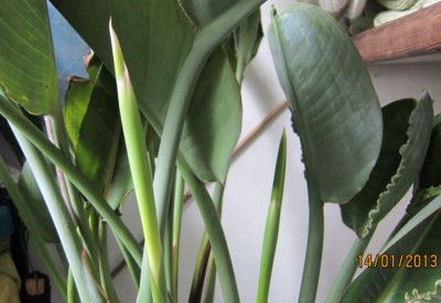 Knospen Streli.jpg