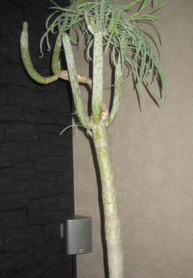 Kleinia-neriifolia 008.jpg