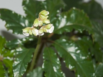 begonia2.jpg