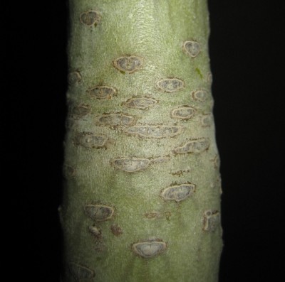 Kleinia-neriifolia Stamm.jpg