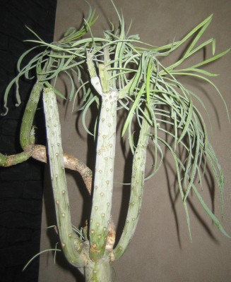 Kleinia-neriifolia 009.jpg