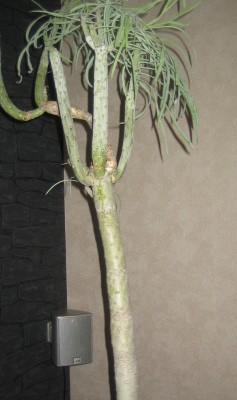 Kleinia-neriifolia 008.jpg