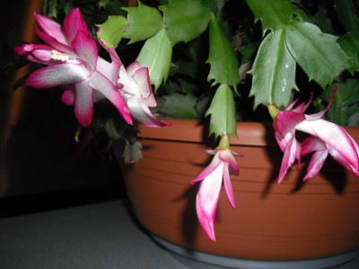 Schlumbi2 16.01.2013.jpg