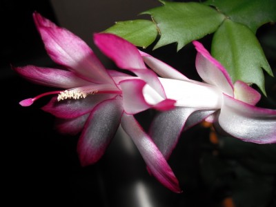 Schlumbi 1 16.01.2013.jpg