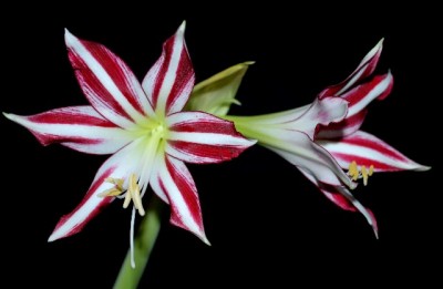 Amaryllis2012 208yy.jpg