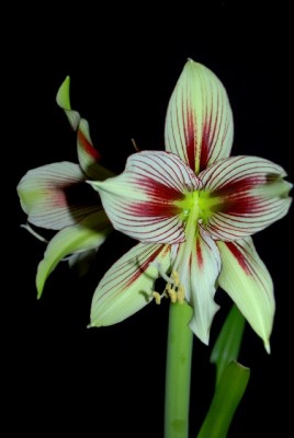 Amaryllis2012 200yy.jpg
