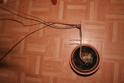 Pflanze1.JPG