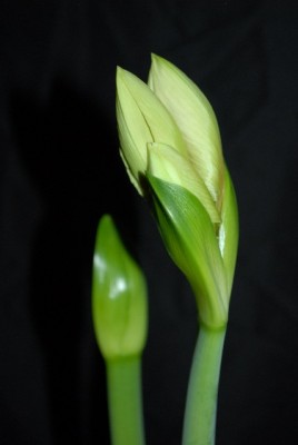 Amaryllis2012 237yy.jpg