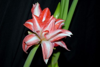 Amaryllis2012 236yy.jpg