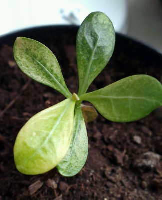 IMAG0059_1.jpg