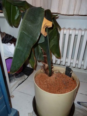 banane 3.jpg