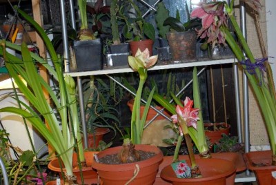 Amaryllis2012 245yy.jpg