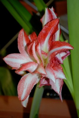 Amaryllis2012 241yy.jpg