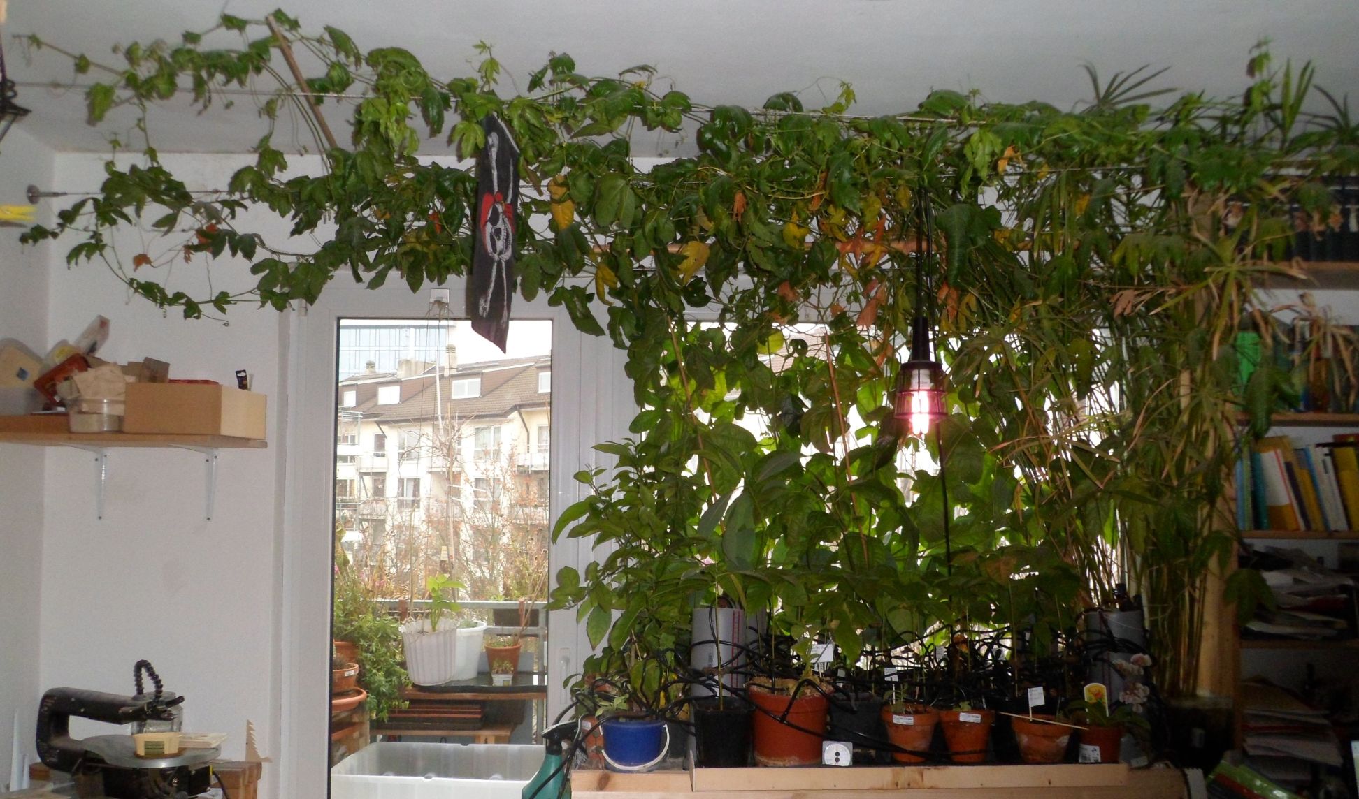 Warum trocknet meine Maracuja ein?  Pflanzenkrankheiten & Schdlinge   GREEN24 Pflanzen & Garten Forum