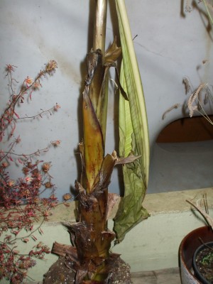 DSCF4788.jpg
