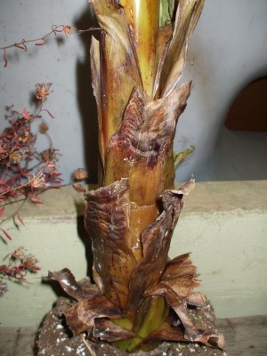 DSCF4787.jpg