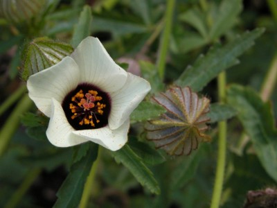 13-01-20-stundenblume2.JPG