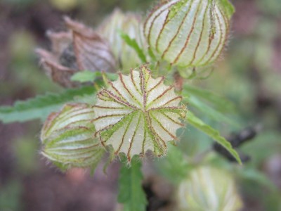 13-01-20-stundenblume1.JPG