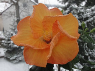 DSC04684 Mattiacis Mandarin.jpg