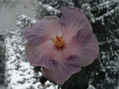 DSC04664 Snow on the Mountain.JPG