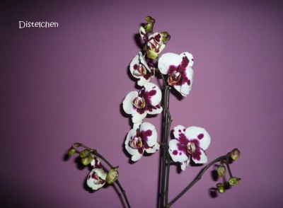 Phal Elegant Polka 1.JPG