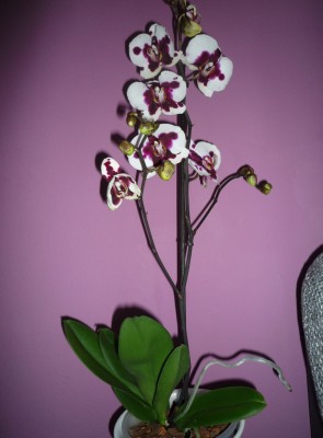 Phal Elegant Polka.JPG