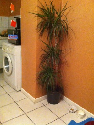 IMG-20130121-WA0000.jpg