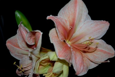 Amaryllis2012 266yy.jpg