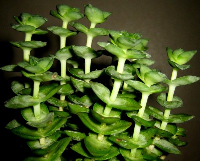 Crassula.jpg